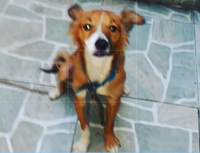 Cachorro ra a Não sei idade 1 ano nome Boby