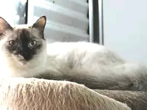 Gato raça SRD idade 1 ano nome Estelar