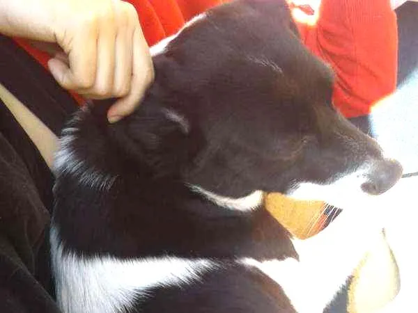 Cachorro ra a Vira-lata  idade 3 anos nome Baby