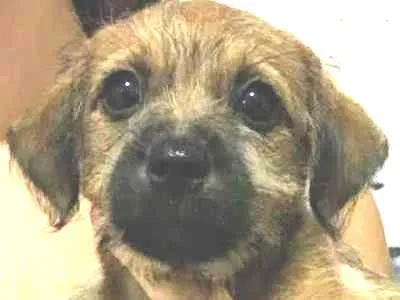 Cachorro ra a  idade Abaixo de 2 meses nome Caramelo
