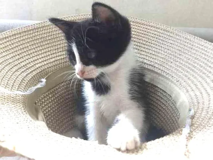 Gato ra a Sem raça definida idade Abaixo de 2 meses nome Lilica
