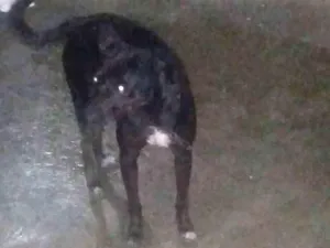 Cachorro raça Viralata idade 7 a 11 meses nome Bob