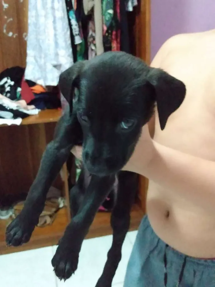 Cachorro ra a Vira lata idade Abaixo de 2 meses nome Pepe