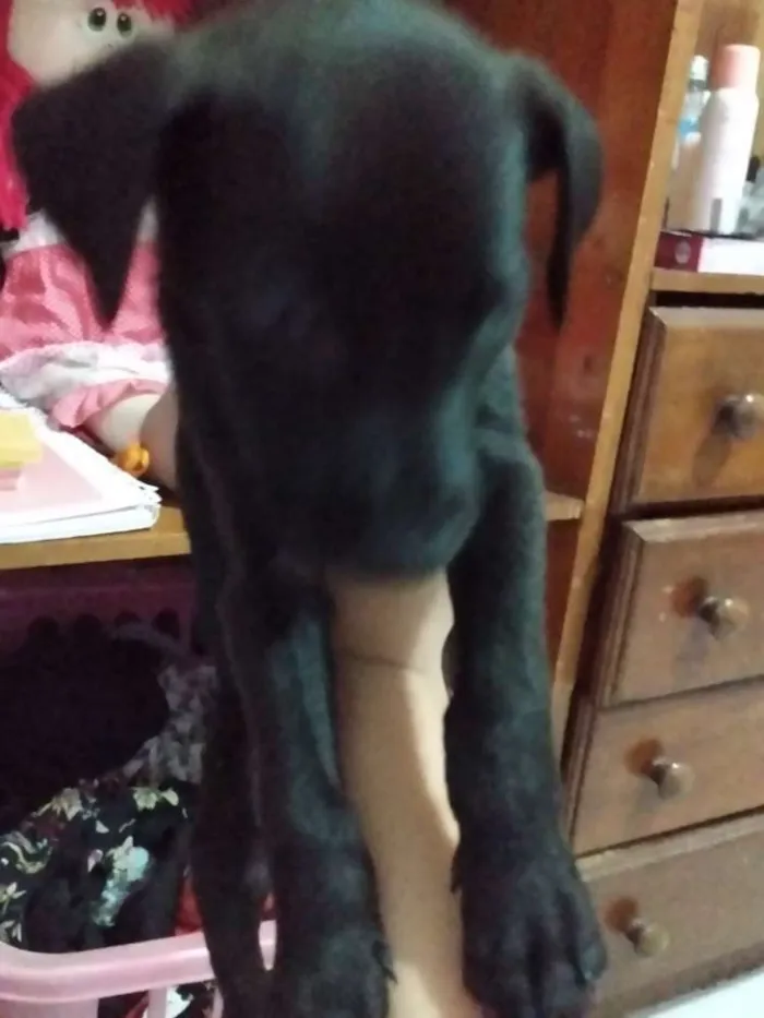Cachorro ra a Vira lata idade Abaixo de 2 meses nome Pepe