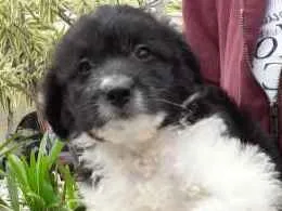 Cachorro raça SRD idade Abaixo de 2 meses nome Bolota