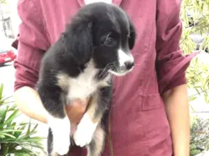 Cachorro raça SRD idade Abaixo de 2 meses nome Panqueca