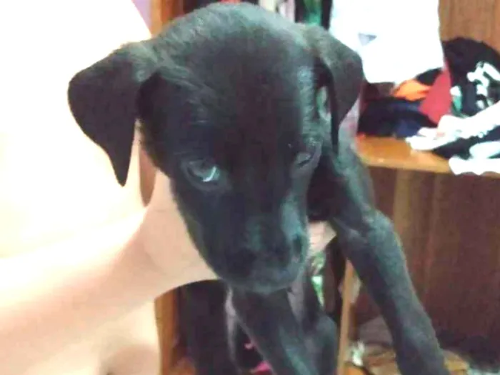 Cachorro ra a Vira lata idade Abaixo de 2 meses nome Pepe