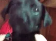 Pepe