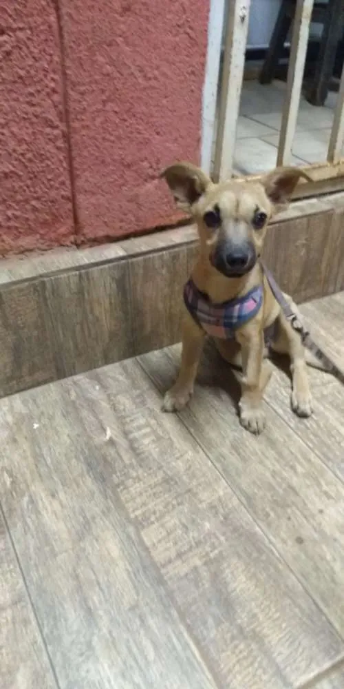 Cachorro ra a Vira lata idade 2 a 6 meses nome Lola