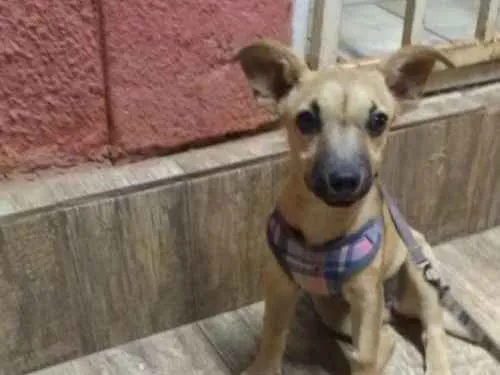 Cachorro ra a Vira lata idade 2 a 6 meses nome Lola