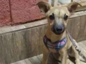 Cachorro raça Vira lata idade 2 a 6 meses nome Lola