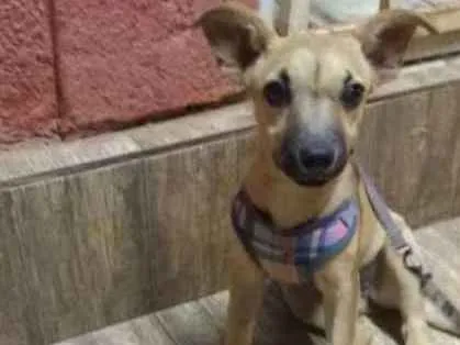 Cachorro ra a Vira lata idade 2 a 6 meses nome Lola