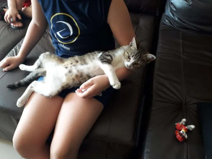 Gato ra a SRD idade 2 a 6 meses nome Sem nome