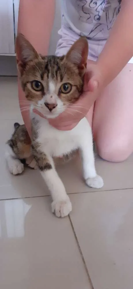 Gato ra a SRD idade 2 a 6 meses nome Sem nome