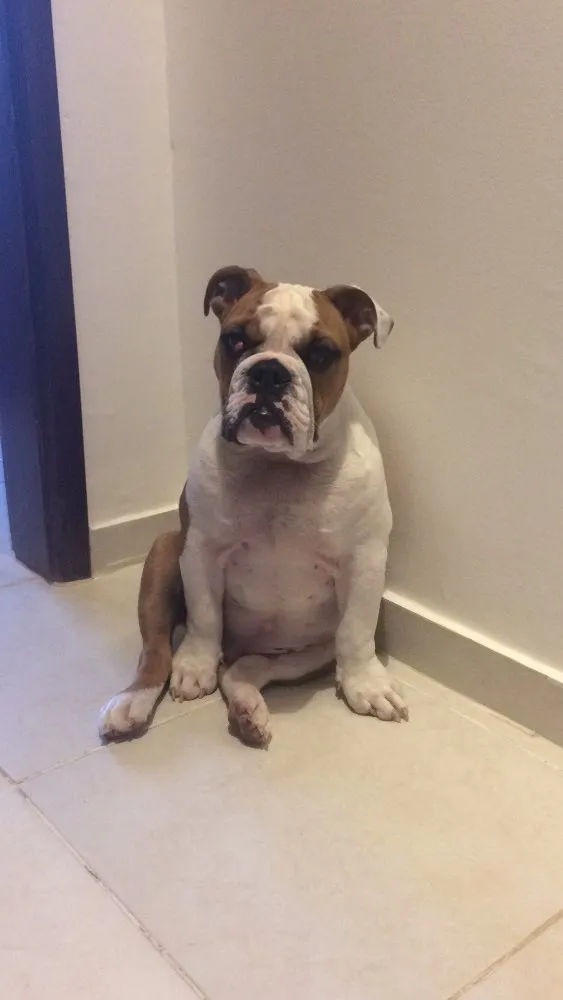 Cachorro ra a Bullgog Inglês idade 3 anos nome Darth Vader