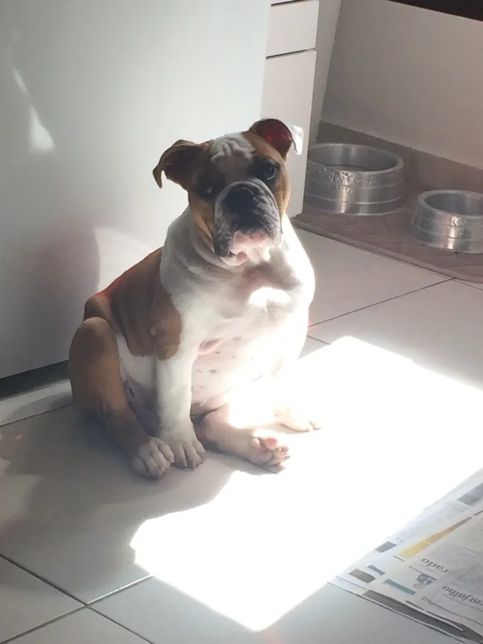 Cachorro ra a Bullgog Inglês idade 3 anos nome Darth Vader