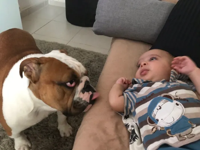 Cachorro ra a Bullgog Inglês idade 3 anos nome Darth Vader