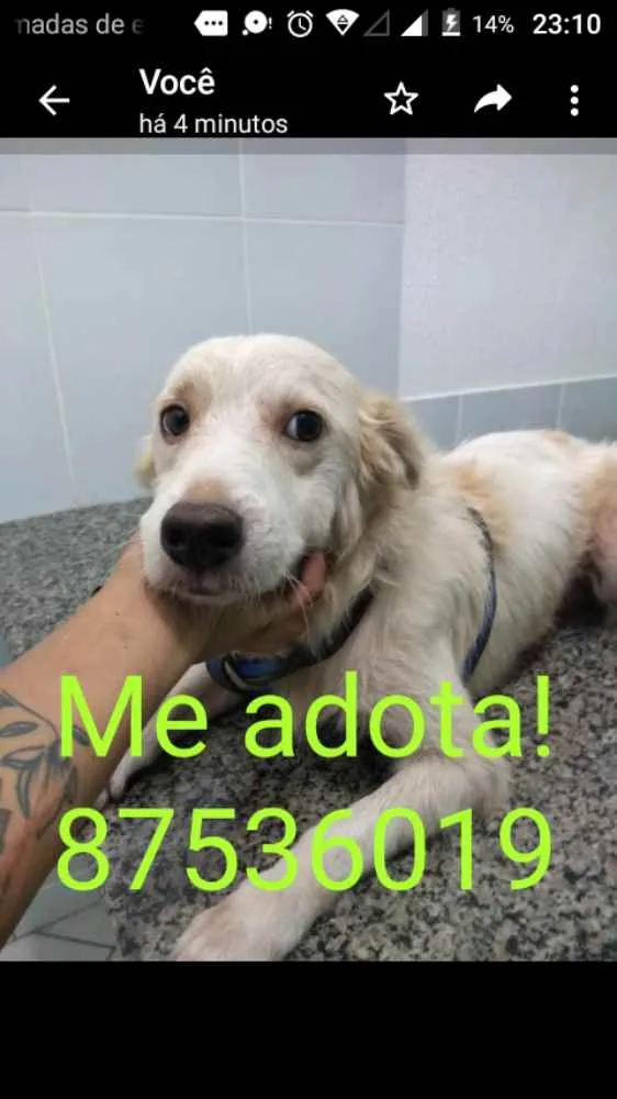 Cachorro ra a Misto  idade 4 anos nome Alma Viva 