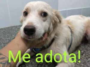 Cachorro raça Misto  idade 4 anos nome Alma Viva 