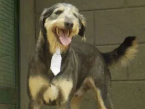 Cachorro raça SRD idade 6 ou mais anos nome KIKO - Mulekão lindo!  