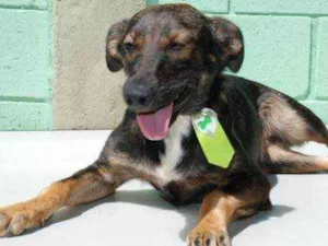 Cachorro raça SRD idade 6 ou mais anos nome JORGINHO - Um fofís