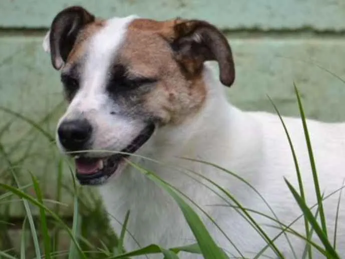 Cachorro ra a SRD idade 5 anos nome SPARK!