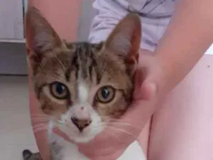 Gato raça SRD idade 2 a 6 meses nome Sem nome