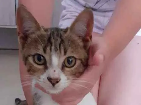 Gato ra a SRD idade 2 a 6 meses nome Sem nome