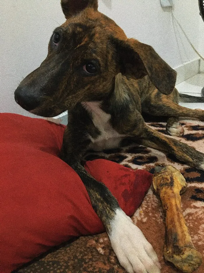 Cachorro ra a Vira-lata idade 7 a 11 meses nome Olívia 