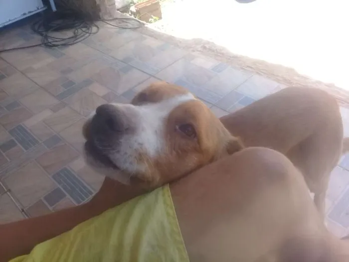 Cachorro ra a Labrador idade 3 anos nome Spaik