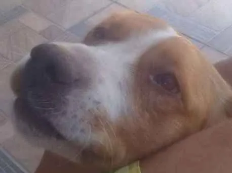 Cachorro ra a Labrador idade 3 anos nome Spaik