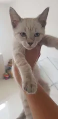 Linda gatinha castra