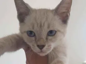 Gato raça Sem raça  idade 2 a 6 meses nome Linda gatinha castra