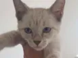 Linda gatinha castra