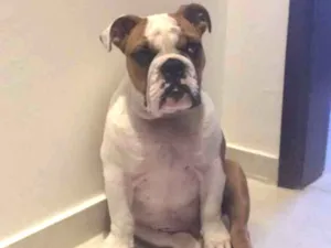 Cachorro raça Bullgog Inglês idade 3 anos nome Darth Vader