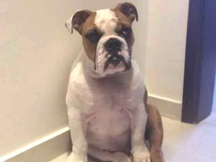 Cachorro ra a Bullgog Inglês idade 3 anos nome Darth Vader