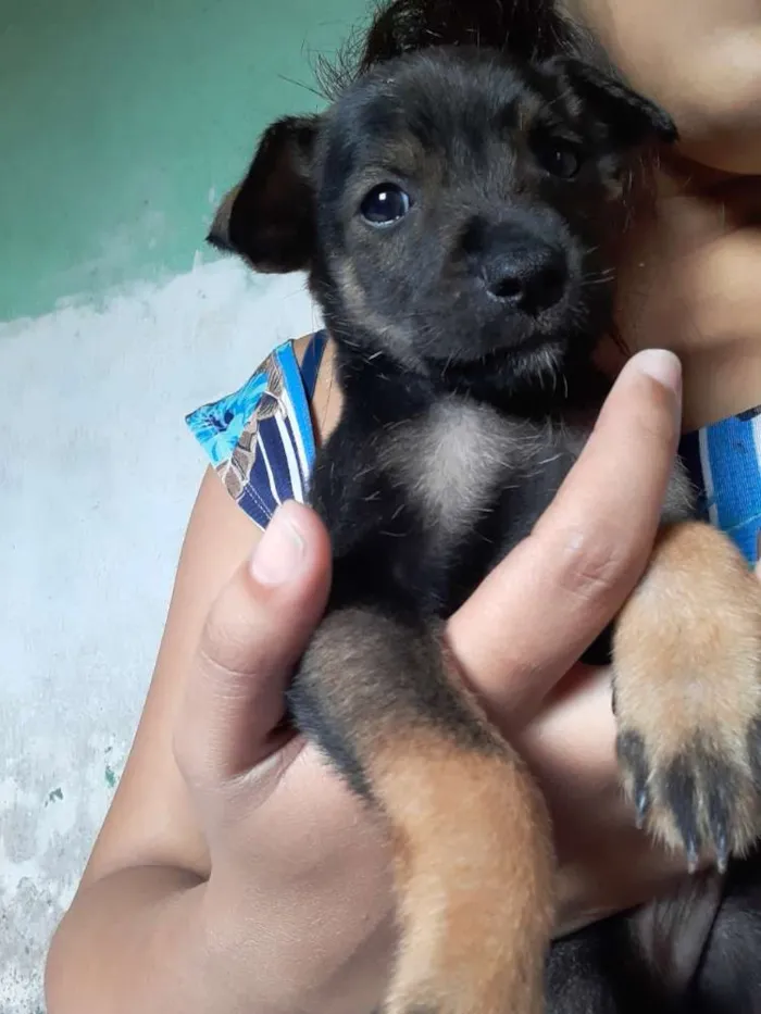 Cachorro raça Vira lata  idade Abaixo de 2 meses nome Sem nome