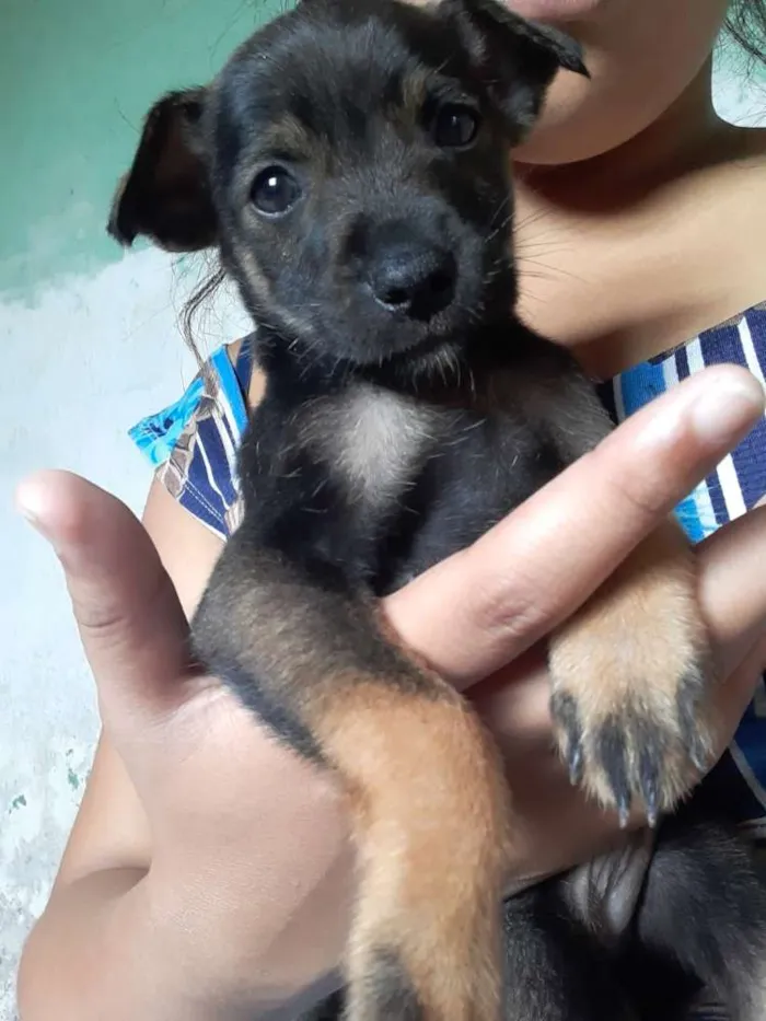 Cachorro raça Vira lata  idade Abaixo de 2 meses nome Sem nome