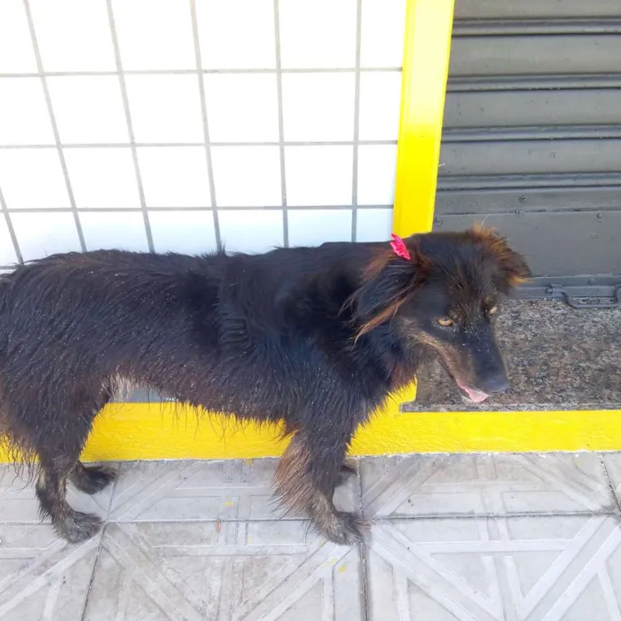 Cachorro ra a Desconheço idade  nome Não sei