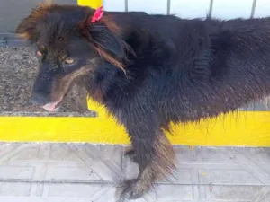 Cachorro raça Desconheço idade  nome Não sei