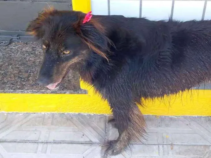 Cachorro ra a Desconheço idade  nome Não sei