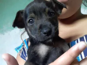 Cachorro raça Vira lata  idade Abaixo de 2 meses nome Sem nome