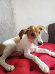 Dodô