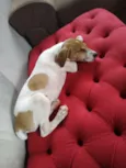 Dodô