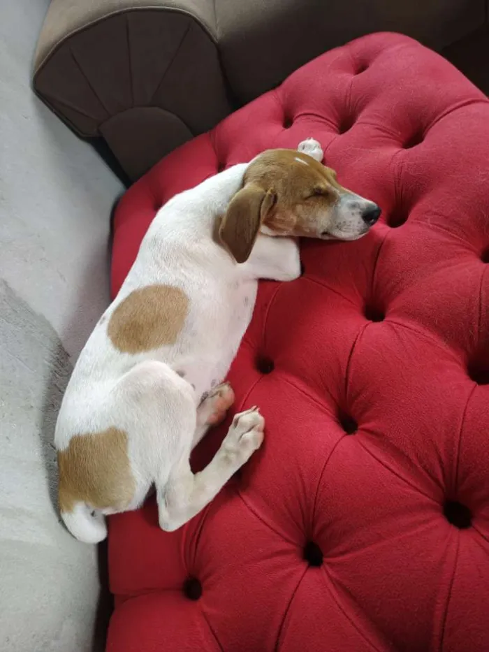 Cachorro ra a Vira lata  idade 2 a 6 meses nome Dodô