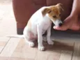 Dodô