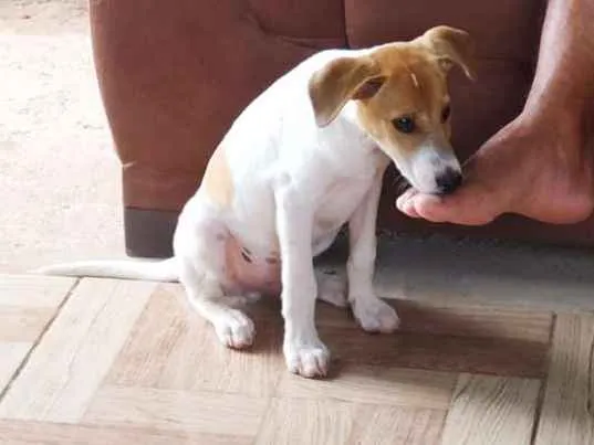 Cachorro ra a Vira lata  idade 2 a 6 meses nome Dodô