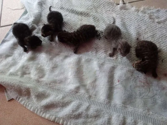 Gato ra a  idade Abaixo de 2 meses nome Não tem nome