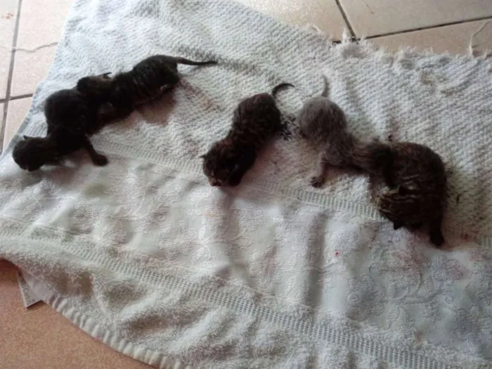 Gato ra a  idade Abaixo de 2 meses nome Não tem nome