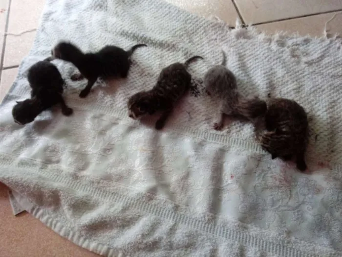 Gato ra a  idade Abaixo de 2 meses nome Não tem nome